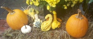 Illustration for article titled Shooting Challenge Fall Leaves Gallery 1